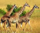 Trois girafes