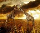 Deux girafes au crépuscule