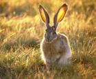 Lapin aux grandes oreilles