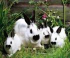 Famille de lapins