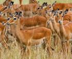 Les Gazelles