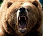 Ours en colère