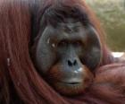 L’orang-outan de Bornéo