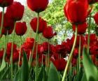 Tulipes rouges