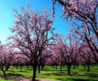 Fleurs aux amandes arbres au printemps