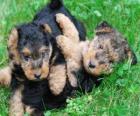 Chiot le Welsh Terrier, ou Terrier Gallois