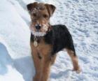 Welsh Terrier, ou Terrier Gallois , est une race de chien de la famille des terriers qui vient du pays de Galles