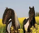Deux chevaux parmi les fleurs