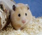 Hamsters, rongeurs utilisés comme animaux de compagnie et des animaux de laboratoire
