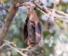 Une chauve-souris dormant suspendu à la branche
