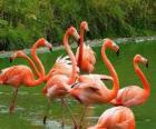 Flamants roses dans l'eau, grands oiseaux aquatiques au plumage rose