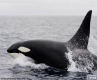 Une orque, également connu comme l'épaulard ou  baleine tueuse