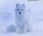 Le Renard polaire en hiver a fourrure tout blanc alors que la confusion avec la neige