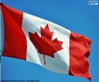 Le drapeau du Canada, un drapeau rouge avec un carré blanc en son Centre, dans lequel il y a une feuille d’érable rouge à 11 pointes