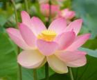 Le Lotus sacré ou Lotus d'Orient, est une plante aquatique qui pousse dans l’eau