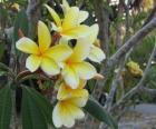 Plumeria jaune