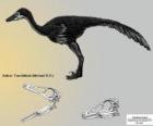 Zanabazar est l'un des troodontidés connu plus grand, avec un crâne de 272 mm