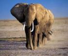 Éléphants marchant en ligne