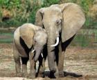 Maman contrôler son petit éléphant avec l'aide da trompe