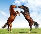 Deux chevaux d'élevage