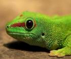 Lézard vert