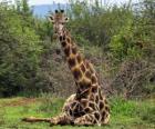 Girafe au repos