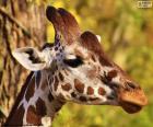 Jeune girafe