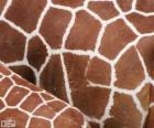La peau des girafes, chacun a son modèle de taches varient en taille, forme et couleur
