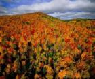 Forestiers au Québec, Canada