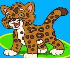 Bébé Jaguar, le petit jaguar est le meilleur ami de Diego