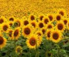 Tournesols dans le domaine