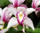 Belles fleurs d'orchidées