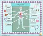 Organes du corps humain en anglais