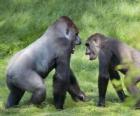 Deux jeunes gorilles marcher à quatre pattes