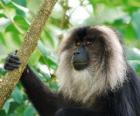 Le macaque à queue de lion ou ouandérou