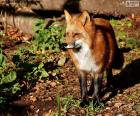 Un renard