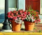 Fleurs dans un pot ou un pot de fleurs