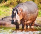 Hippopotame sauvage