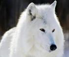 Loup arctique