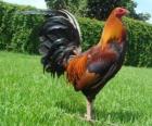 Le coq