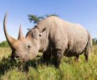 Grand rhinocéros