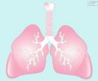 Les poumons