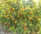 Le mandarinier