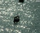 Bateau dans l'eau