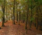 Les arbres d'une forêt