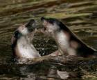 Phoques dans l'eau