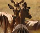 Gazelles