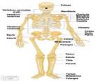 Squelette humain. Les os du corps humain (espagnol)