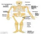 Squelette humain. Les os du corps humain (Anglais)