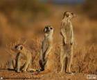 Le suricate